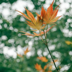 无题戏（翻自 李常超）