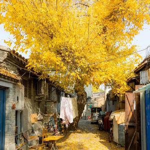 奶奶说这枫叶香