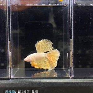 中国移动之歌