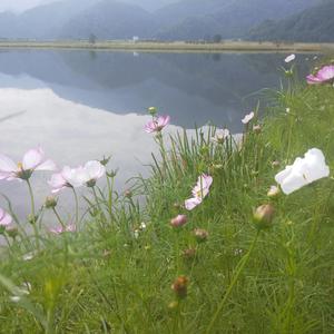 聆听故乡的花开