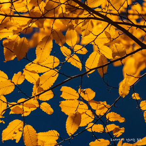 달콤한 저녁이 오면