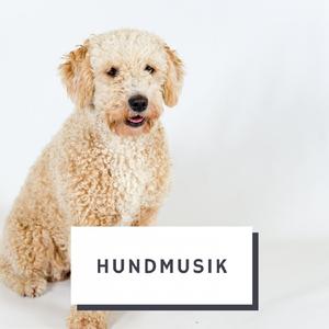 Hund slappnar av musik