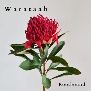 Rootbound