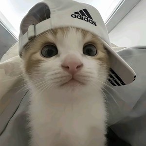 差一点抓到月亮