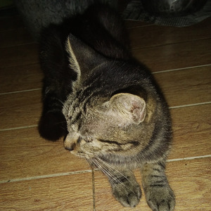 Kalakay murag