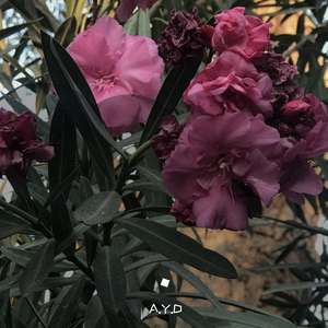 Before I close my eyes(cover)