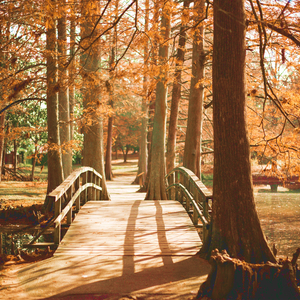 Forever In Your Eyes