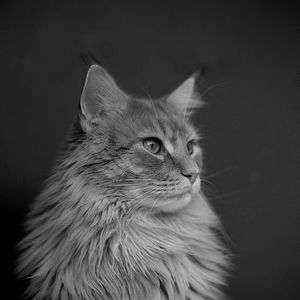 优美小猫器乐