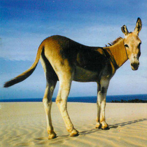 Rapariguinhas do Bairro (Revisitada)