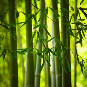 竹海-无嗔
