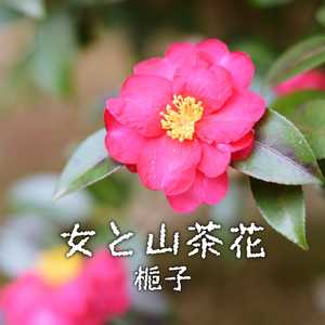 心の花