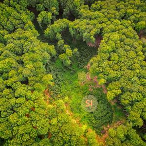 SI (feat. David Caldera)