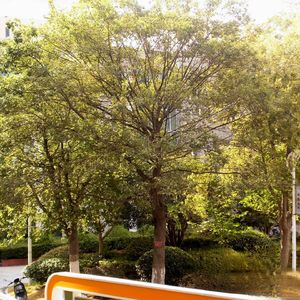 朴树回忆录(prod by Red killer)