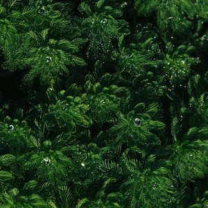 可风（吉他版）