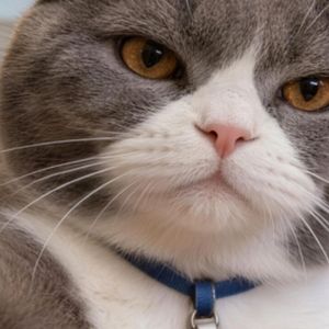 橱窗猫