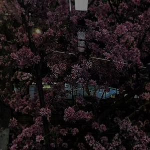 我是一棵忧郁的苦瓜藤