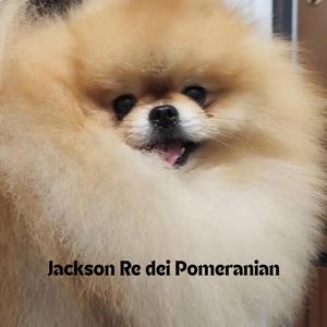 Jackson, Re dei Pomeranian