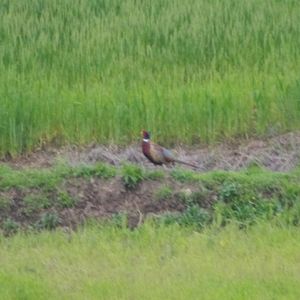 野鸡