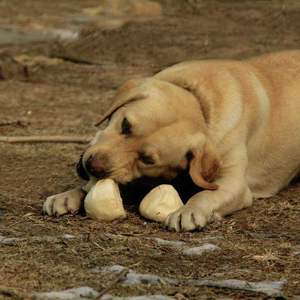 一首普通的diss（diss大狗）(Prod by YXT）