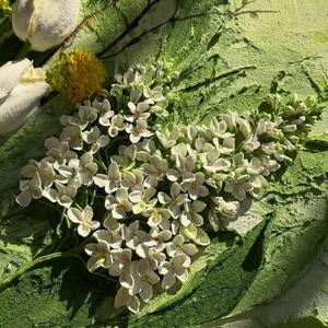 春小姐和夏先生