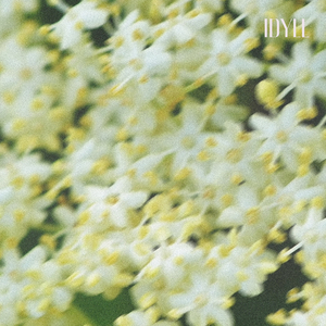 Bouvardia