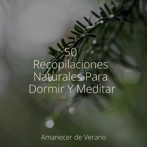 Ecos de Tesoros Perdidos