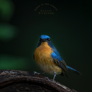 Calming Birds & Nature Noise