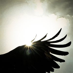 чорні лебеді (Acoustic)