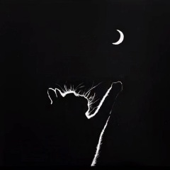 月光下的猫步舞