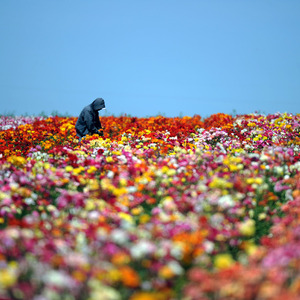 君と歩いた季節guitar short ver.（翻自 いきものがかり）