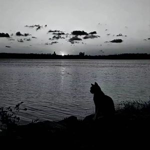 篮球摇（哇扣哇扣）