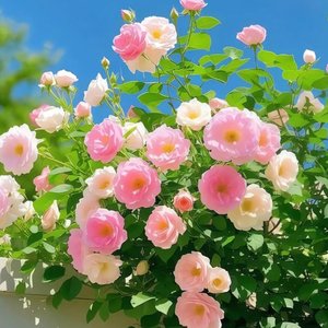 忆·青春