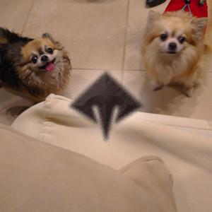 Wof!
