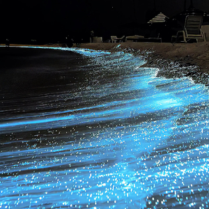 月光不救溺水者