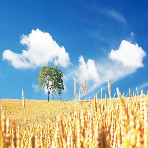 쉼을 얻다 (피아노자장가)