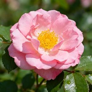 一千年以后 (Cover 林俊杰)