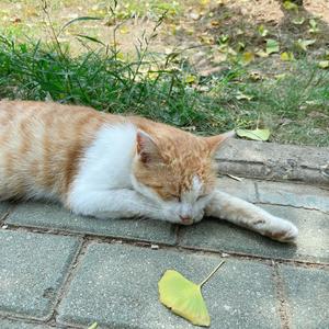 今天你看海了吗（Prod.Mice）