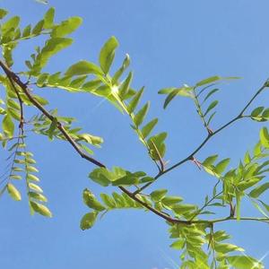 AG Remix-（Zz remix）