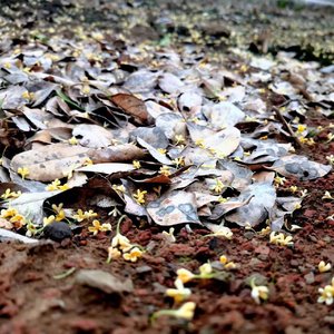 茶艺freestyle（intro）