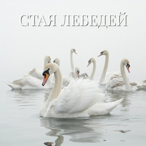 Стая лебедей