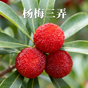 杨梅三弄