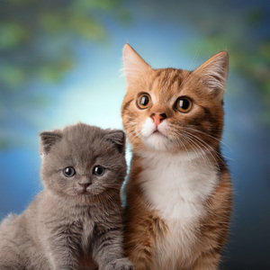 Sonidos Relajantes Para Gatos