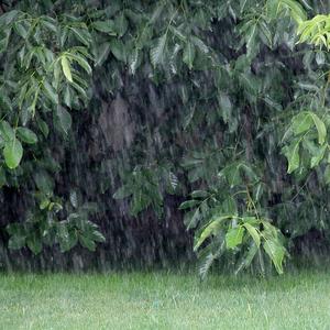 Swedish Rain At Frequency Hz 544