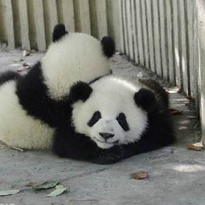 不一样的面筋歌