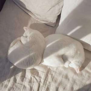 爱存在（翻自 魏奇奇）