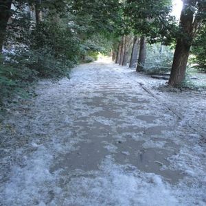 Тополь, тополёчек