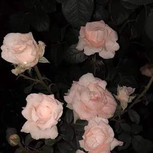 Restate（prod.by lik）