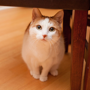 Jazz Melodies for Play