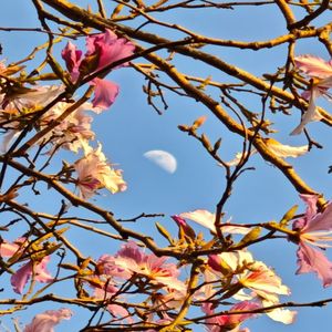 月光摇篮曲 伴奏