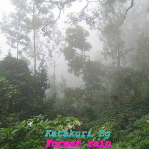 Forest Rain